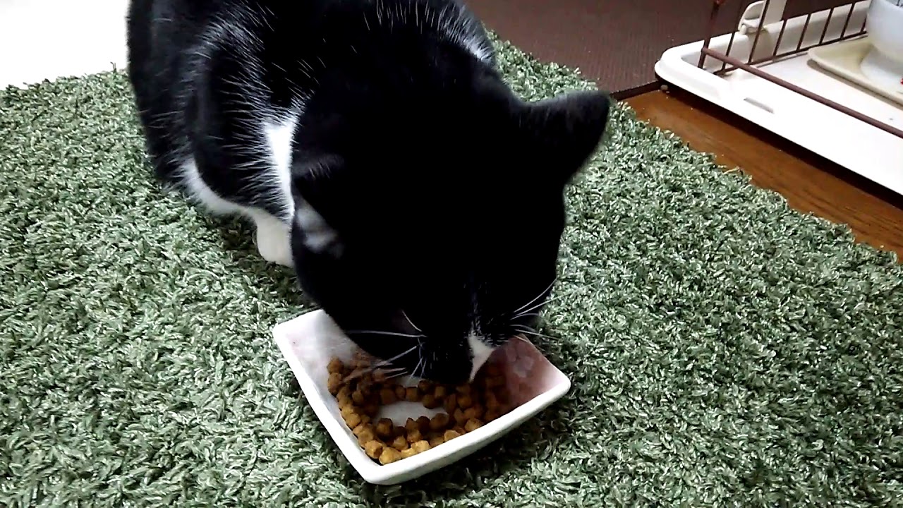 ( '&omega;'o[猫]oひたすらご飯をもりもり食べるあーちゃん