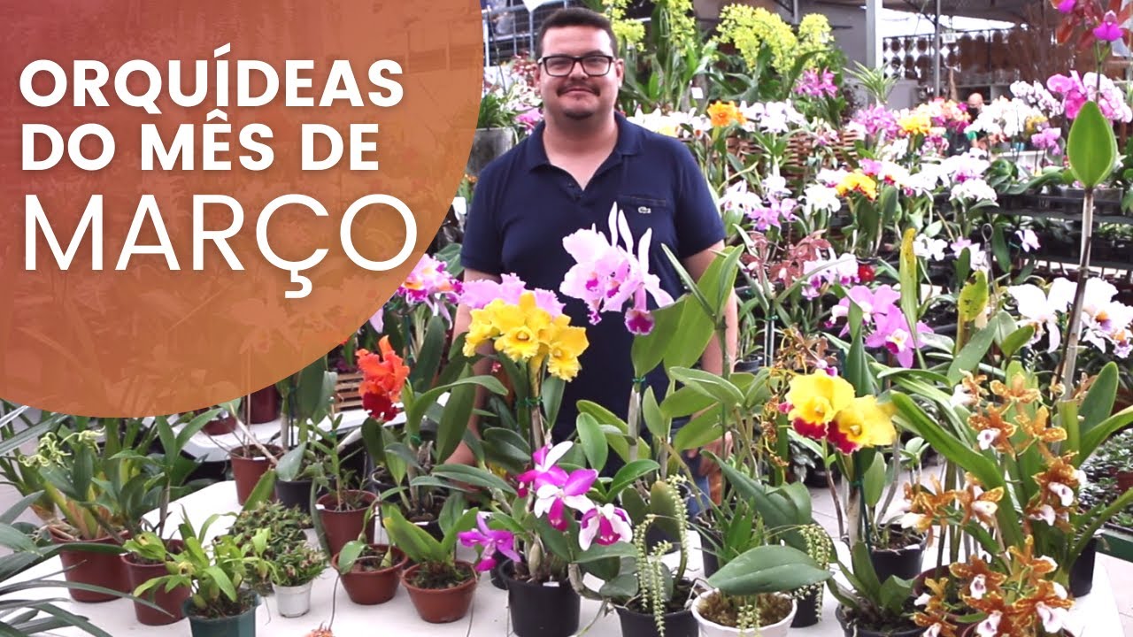 Orquídeas do Mês de Março