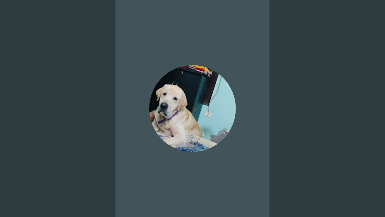 Tiger ki duniya 🐶🥴 is live!