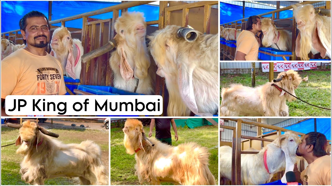 RK Goat Farm Series Ep 4 | Jamunapari Hansa Special Baadaa