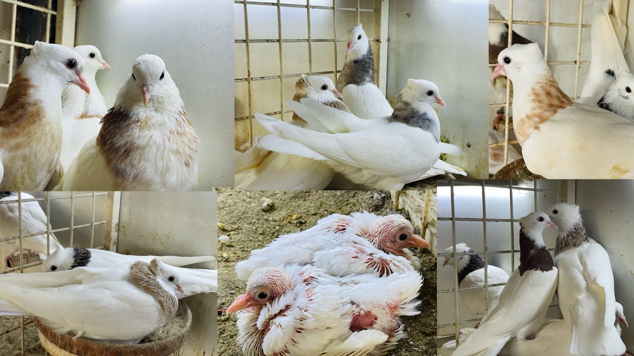Iranian high flying pigeon . pigeon baby .racing pigeons rahdari pigeons training