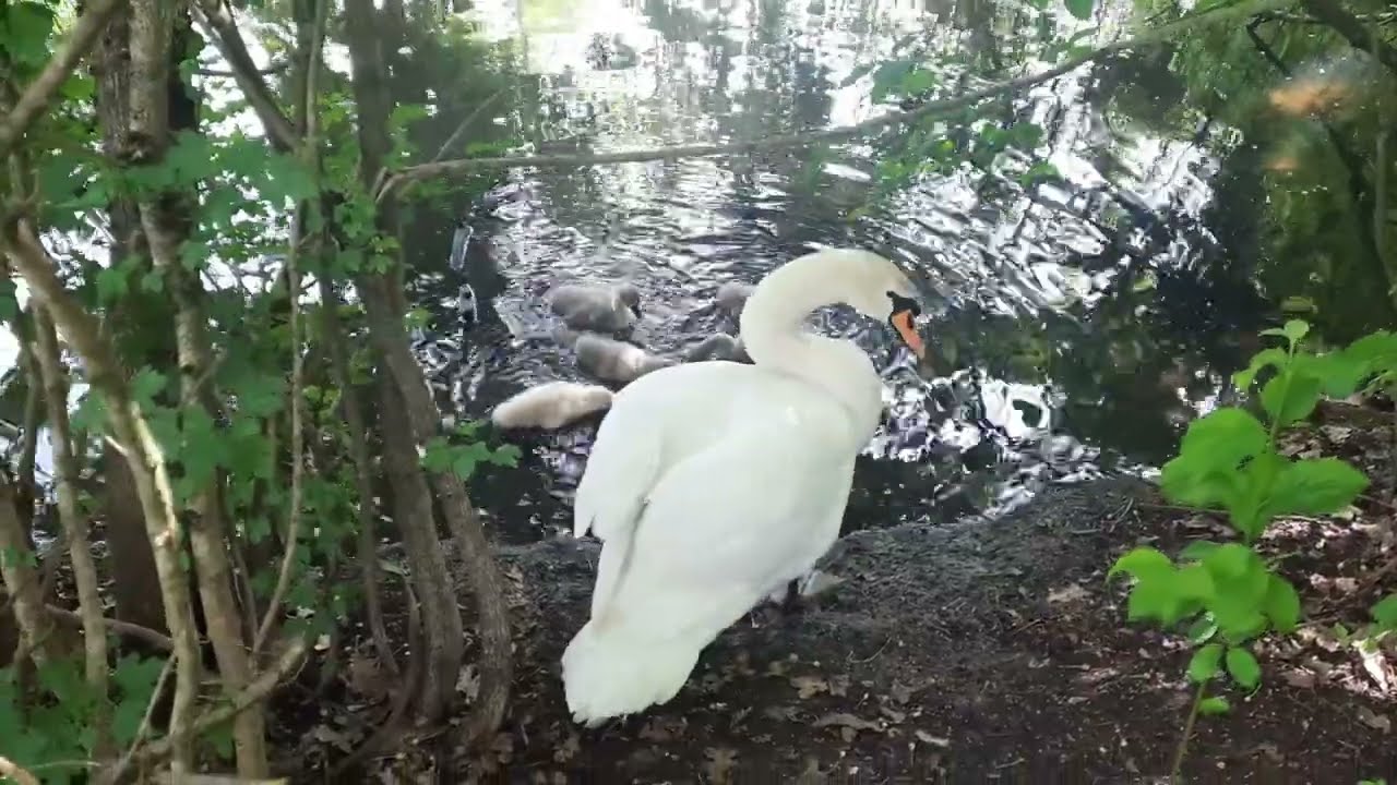 Gie&szlig;en Schwanenteich 2024/ The Diverse Birdlife of Swan Lake in Gie&szlig;en, Germany 2024