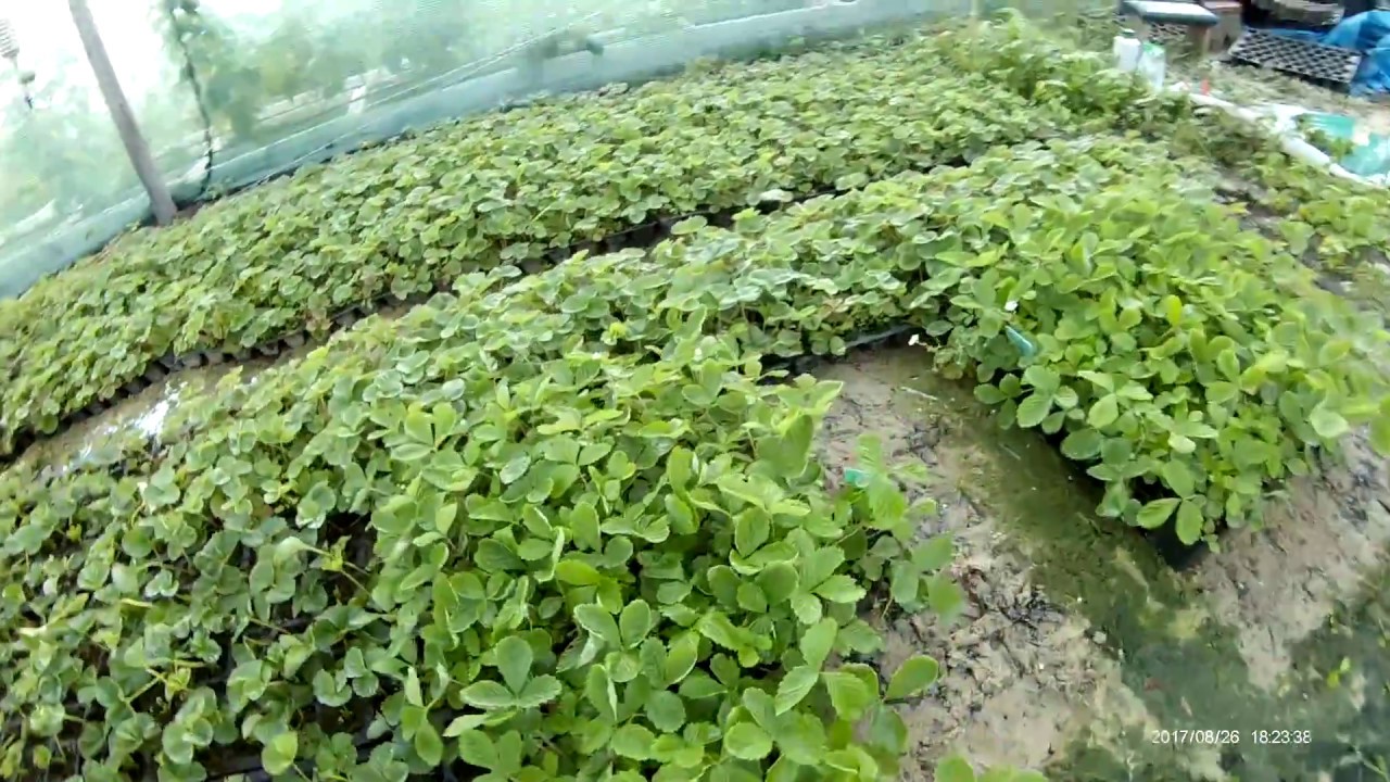 Як укорінювати розсаду полуниці в касетах