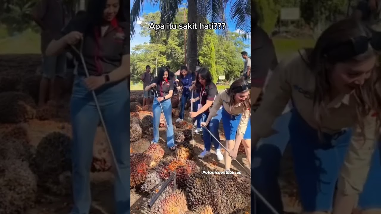 cewek cantik kerja sawit #shortsvideo #sawit #kebun