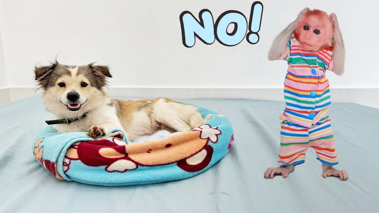 Lucky is angry because SuSu took his sleeping place, what happened