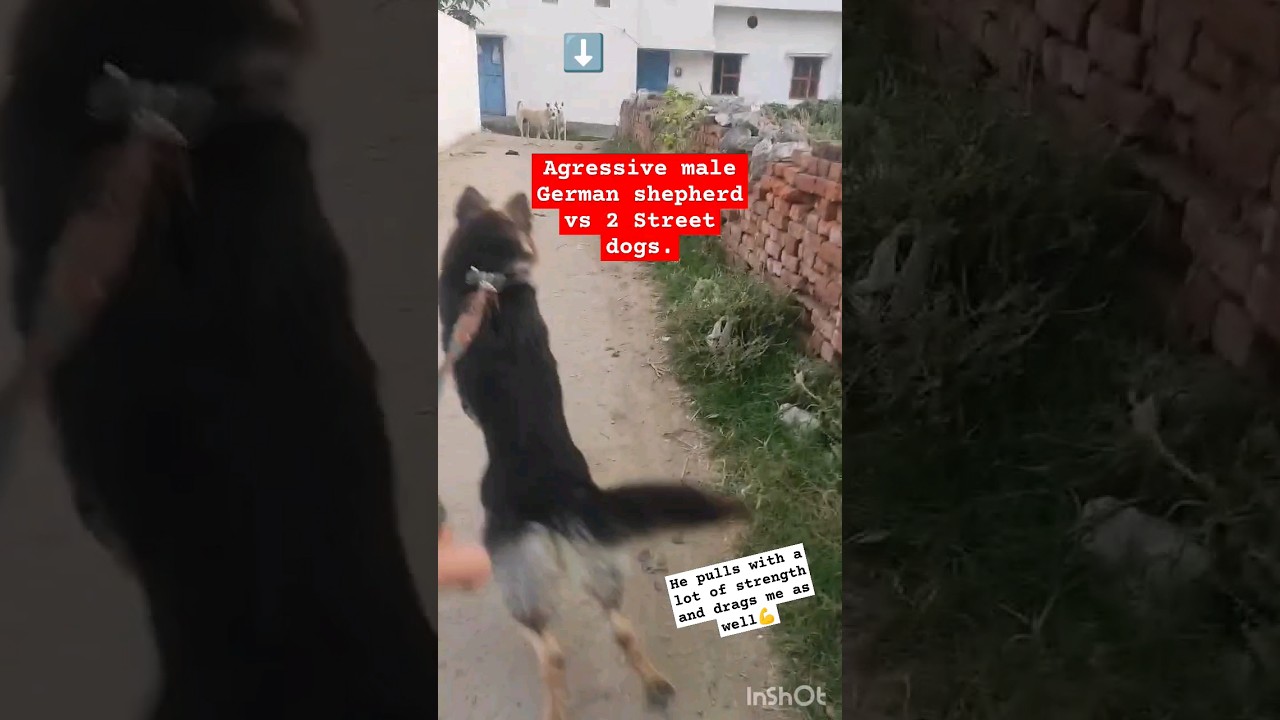dog fighting || Street dogs vs German shepherd || #Tarjan #dog sound #dog videos #dogfight