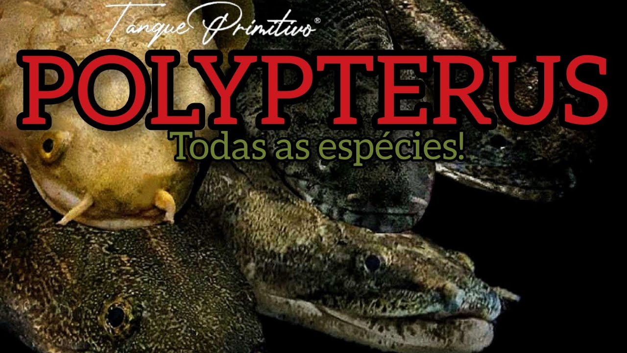Todas as espécies de Polypterus com registro oficial. All Especies