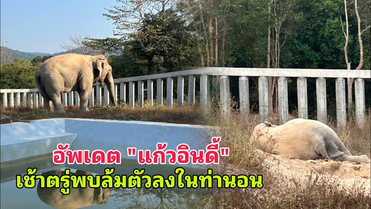 อัพเดต แก้วอินดี้ ช่วงเช้าตรู่พบพี่แก้วมีการล้มตัวลงนอนพักผ่อน กินอาหารได้ดีมีการดื่มน้ำตามปกติ
