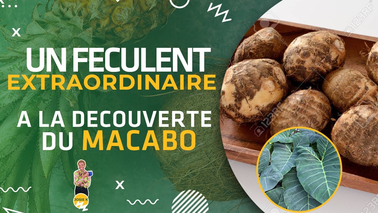 UN FECULENT EXTRAORDINAIRE A DECOUVRIR ABSOLUMENT! LE MACABO ...