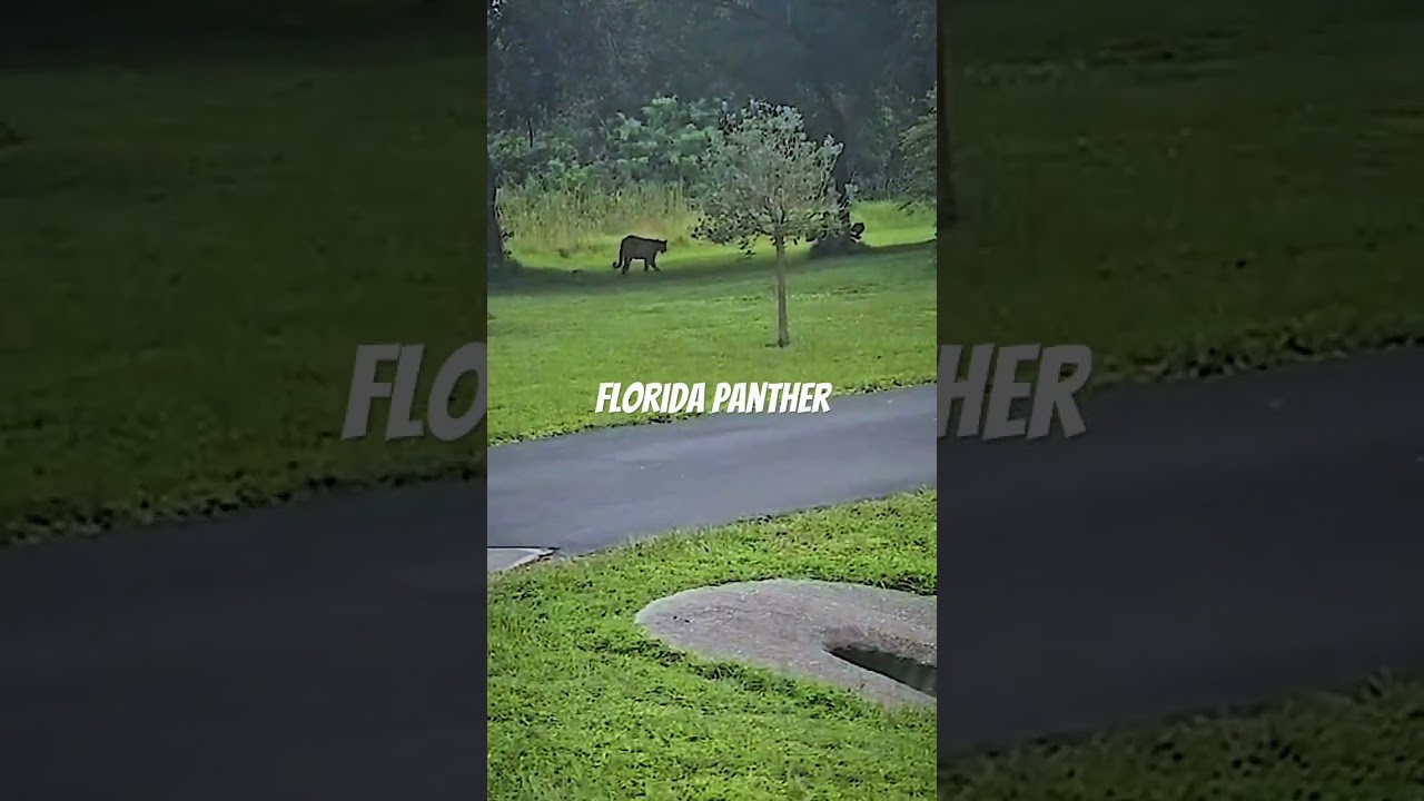 Florida Panther #panther #everglades #nature #endangeredspecies #florida seen in October 2024