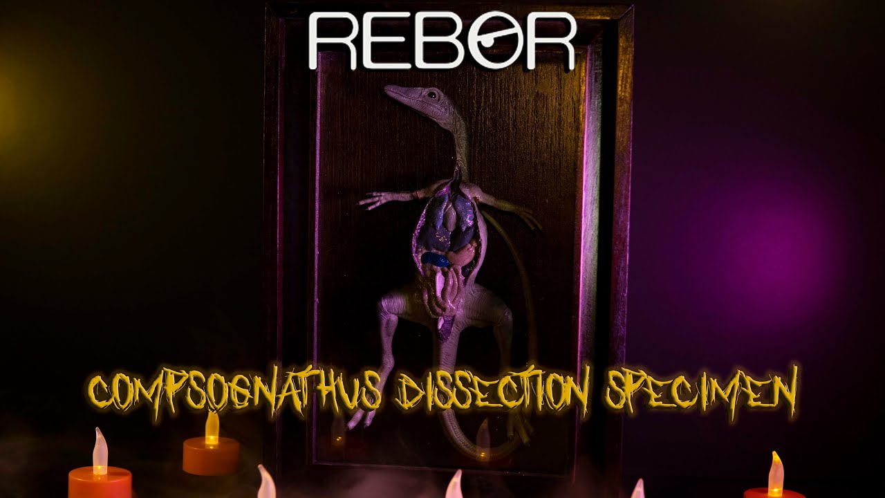 REBOR Oddities Compsognathus longipes Preserved Dissection Specimen Gothic Edition Review