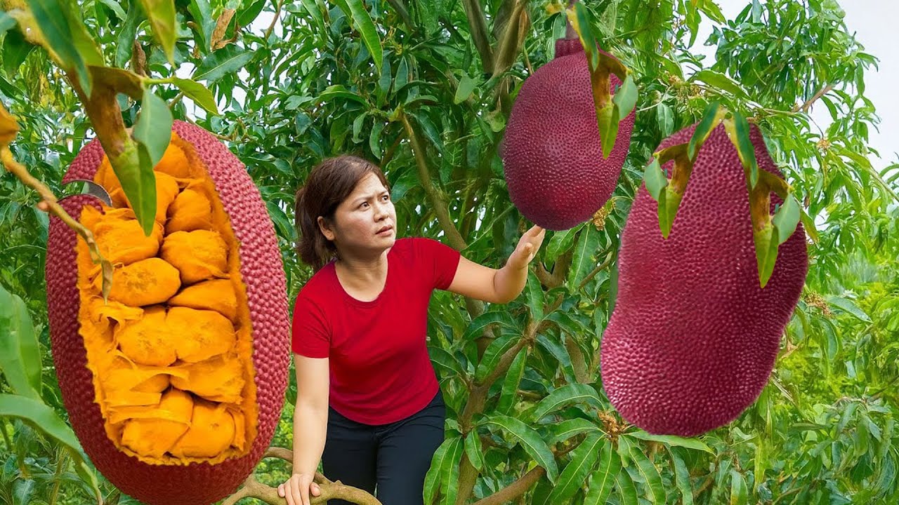 Life Countryside of Women: Harvesting GIANT Red Jackfruit Go to Market Sell & Cooking in Village