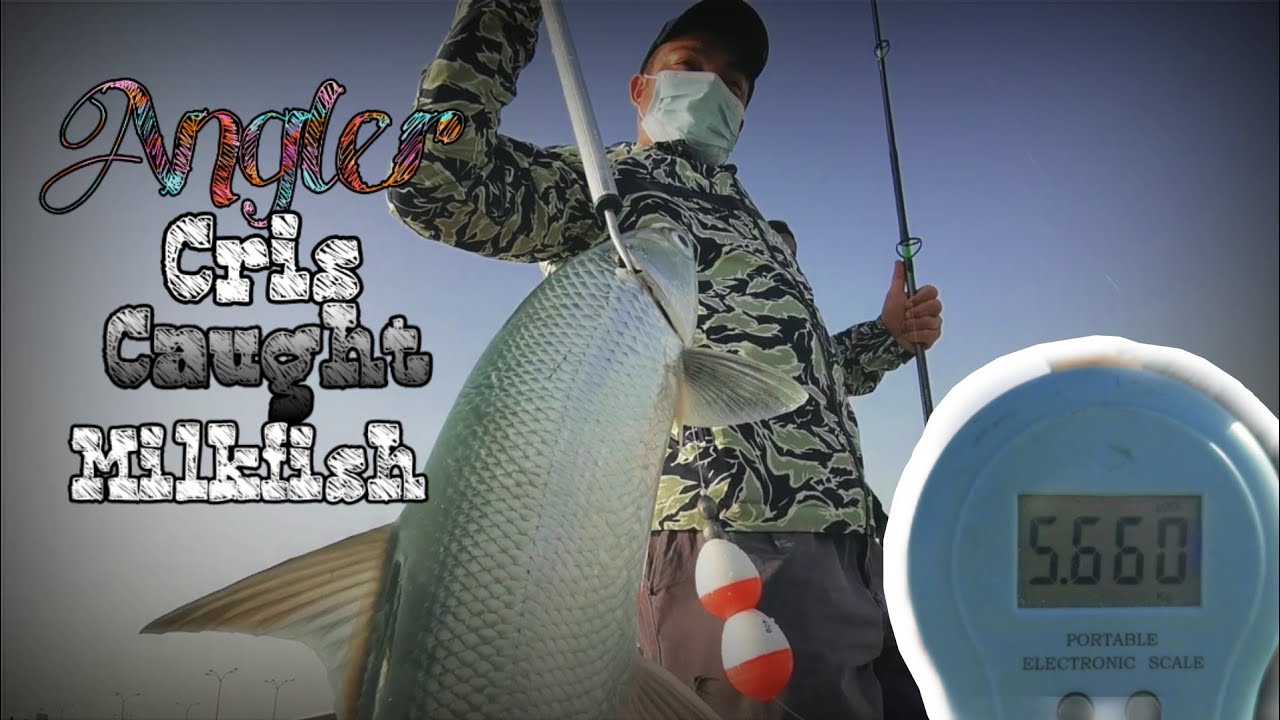 #bangus #milkfish #wildmilkfish || Angler cris Caught milkfish in corniche doha qatar