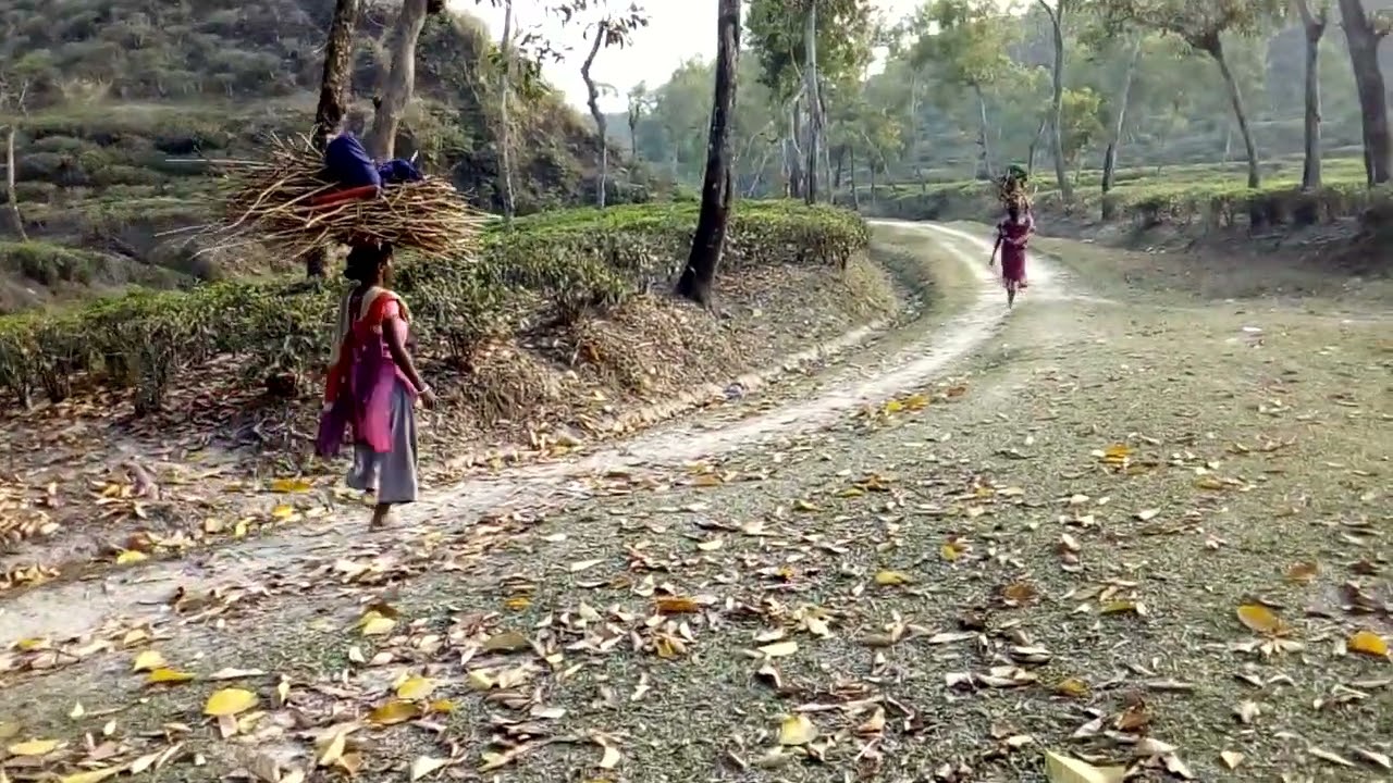 Lifestyle of tea garden workers