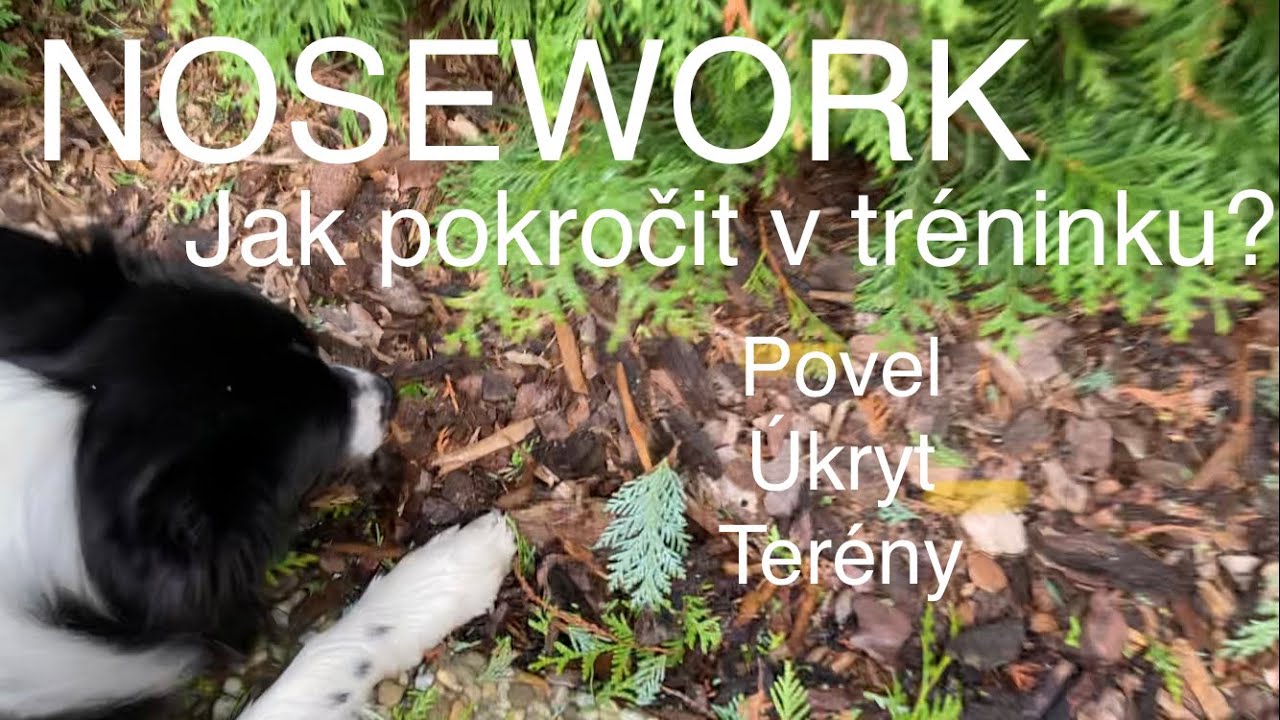 Nosework pro mírně pokročilé