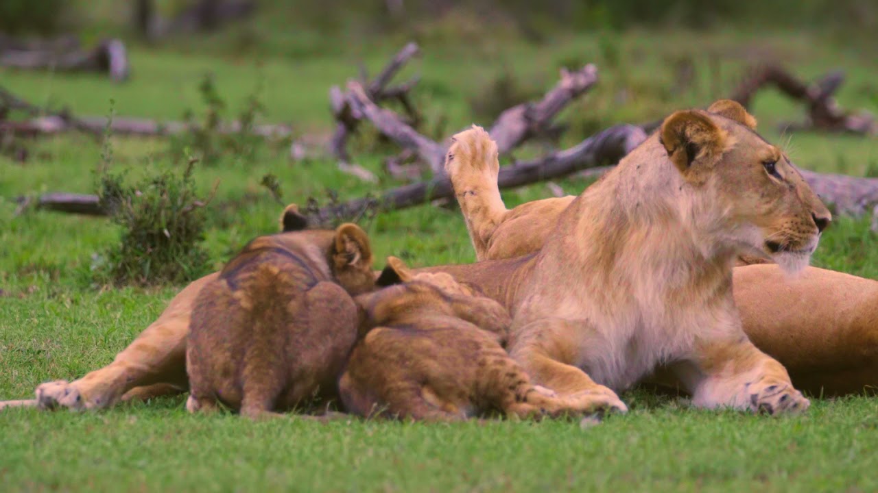 Lion Cubs Feeding Video Background, Free Footage, No Copyright, Animations, Stock Footage