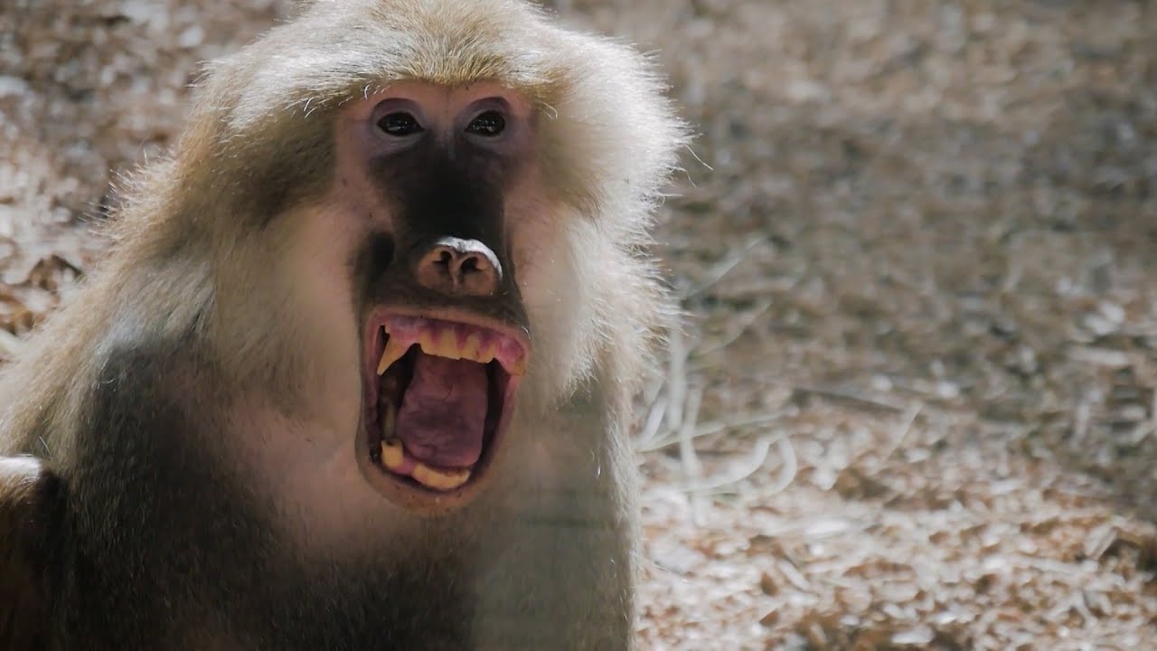 Kenya Believe It? Baboons!