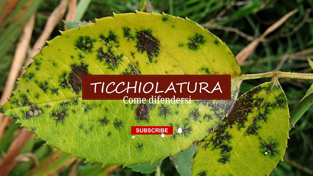 La ticchiolatura, come riconoscerla e debellarla dai nostri orti e giardini