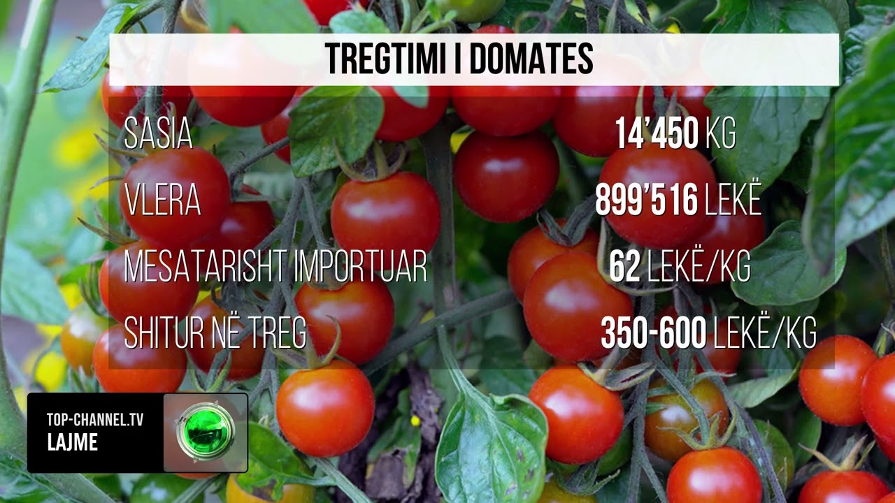 Top Channel/Domatja e art&euml; n&euml; treg, importohet me 60 lek&euml;/kg, n&euml; treg shitet deri n&euml; 600 lek&euml; p&euml;r kg