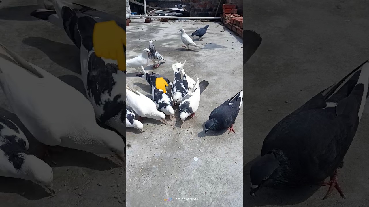 pigeon catching ⏪ tricks by hand 🤔🕊️ || #shorts #pigeoncatch #shortsviral