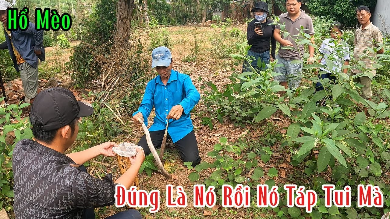 Đây Là Hung Thủ Đã Táp Vào Gần Ngực Của Anh Trai Hên Là Anh Né Được Không Thôi Là Mệt Rồi | MTSB