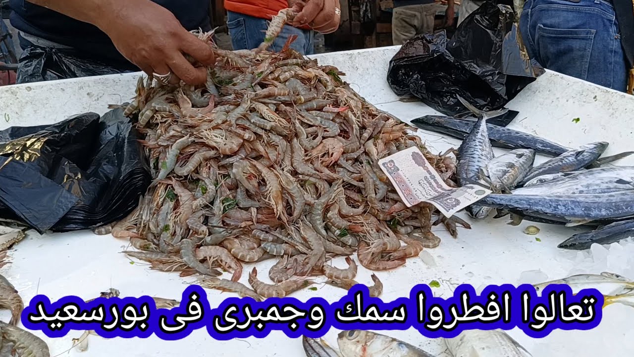 جوله فى سوق سمك بورسعيد بالاسعار 🐬 port said egypt