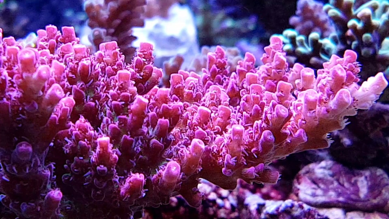 Egon24 Reef Tank 532l Full Aquaforest.