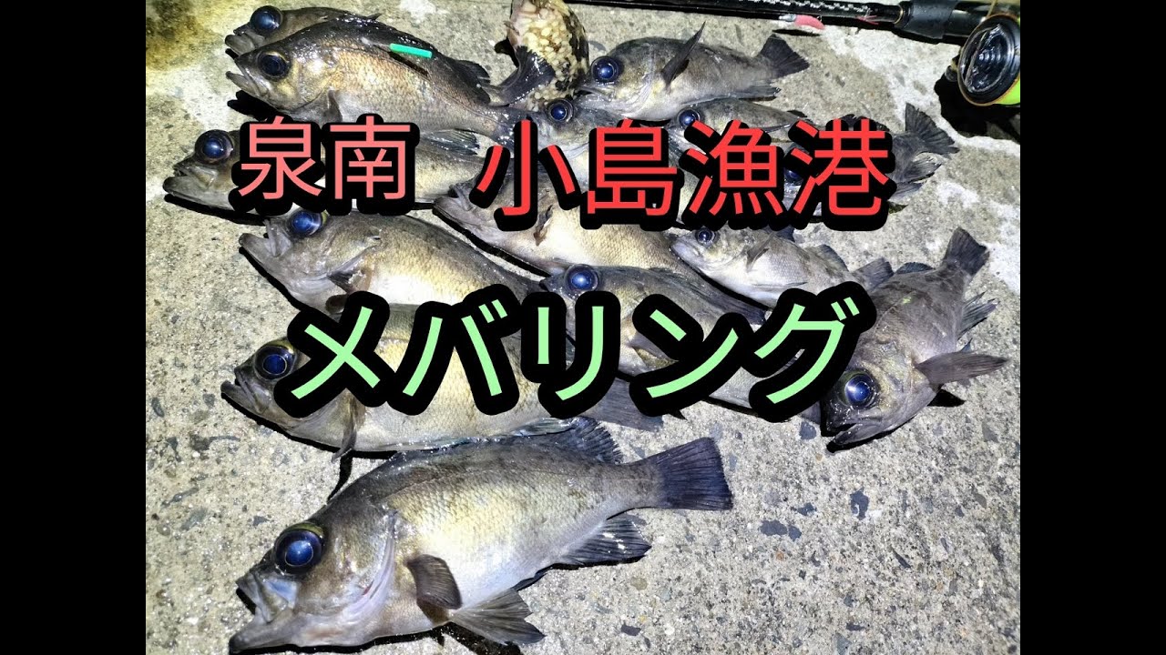 泉南郡・岬町の小島漁港でメバリング！