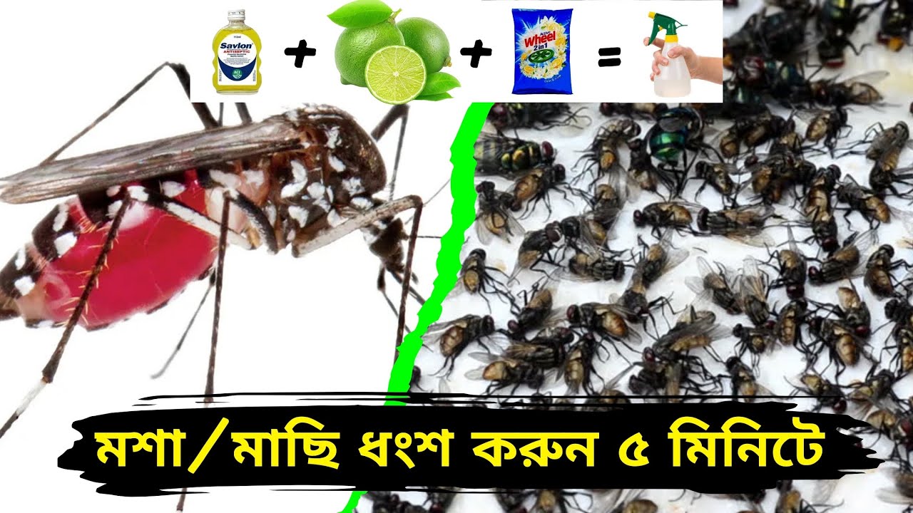 কিভাবে মশা/মাছি ধংশ করবেন। কিভাবে মশা/মাছি মারবেন। কিভাবে মশা/মাছি তাড়াবেন। মশা মাছি