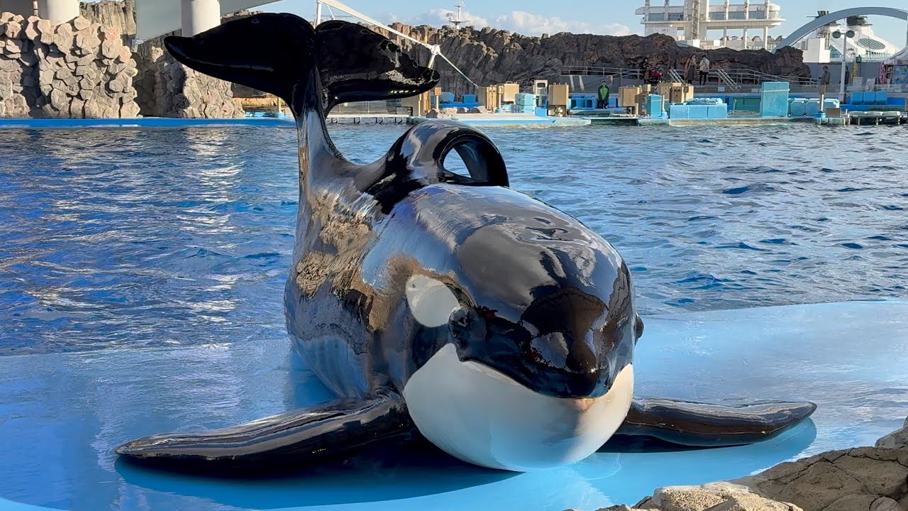 2024/12/14 シャチの公開トレーニング リン&アース編 【14:30 の回】@名古屋港水族館