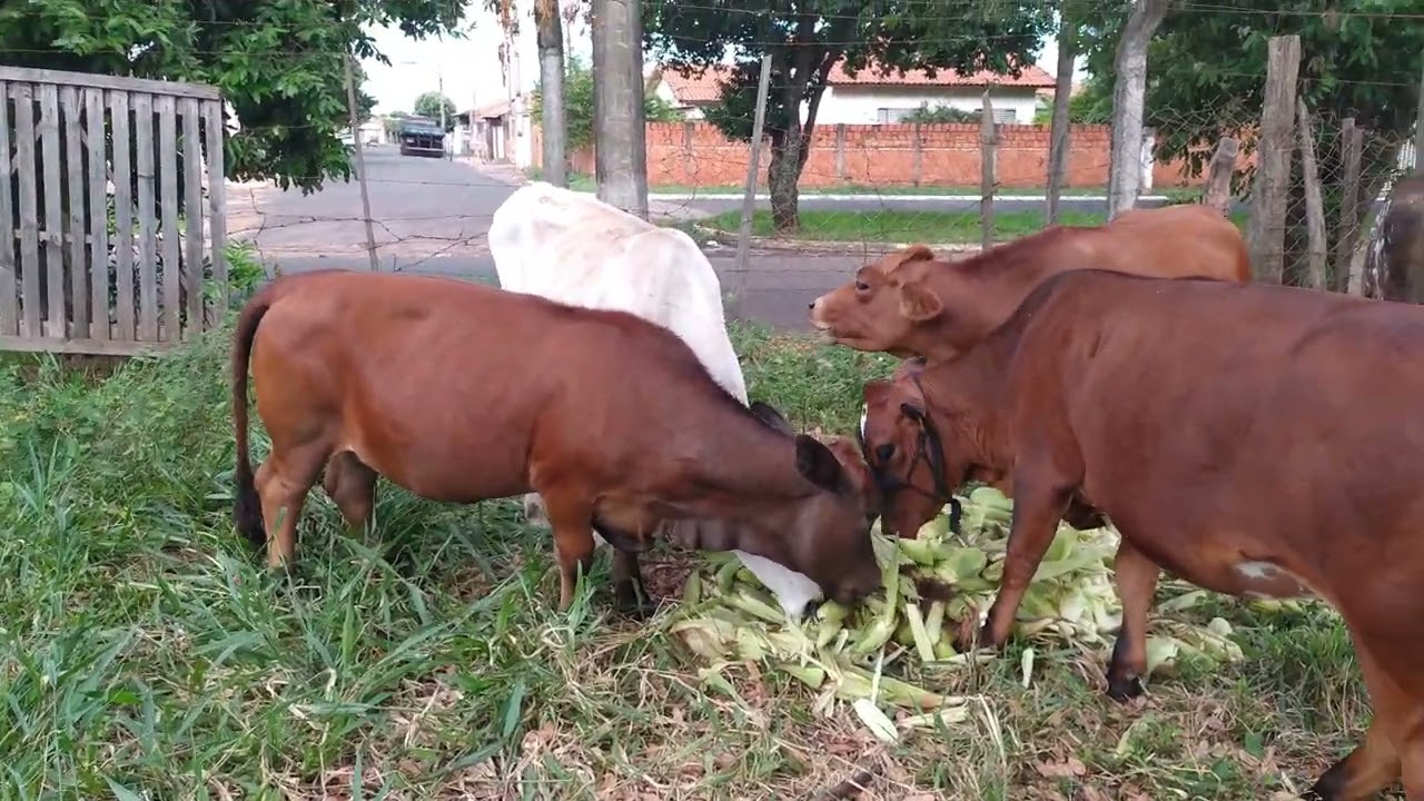 levando um trato para as mini vacas