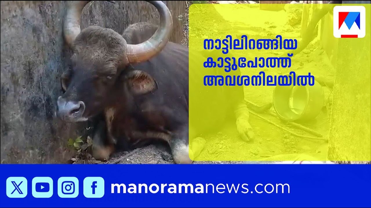 നാട്ടിലിറങ്ങിയ കാട്ടുപോത്ത് അവശനിലയിൽ; വനംവകുപ്പ് ചികിത്സ നൽകി |Kulathupuzha |WildBuffalo