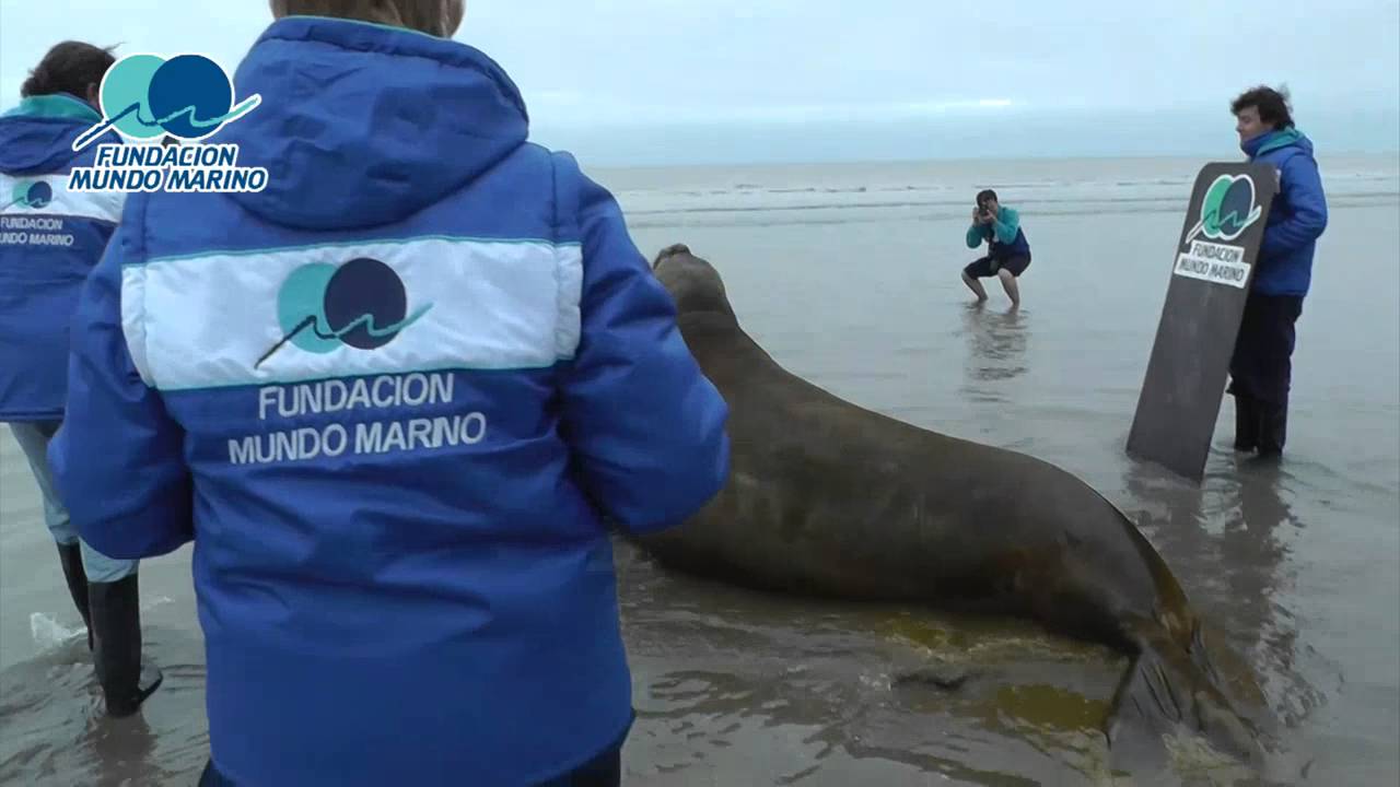 #RegresoAlMar del elefante marino varado en Gualeguaychú