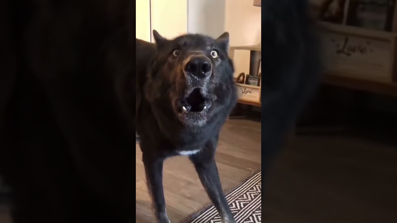 Джэк в шоке😂😂😂,умора😂😂😂