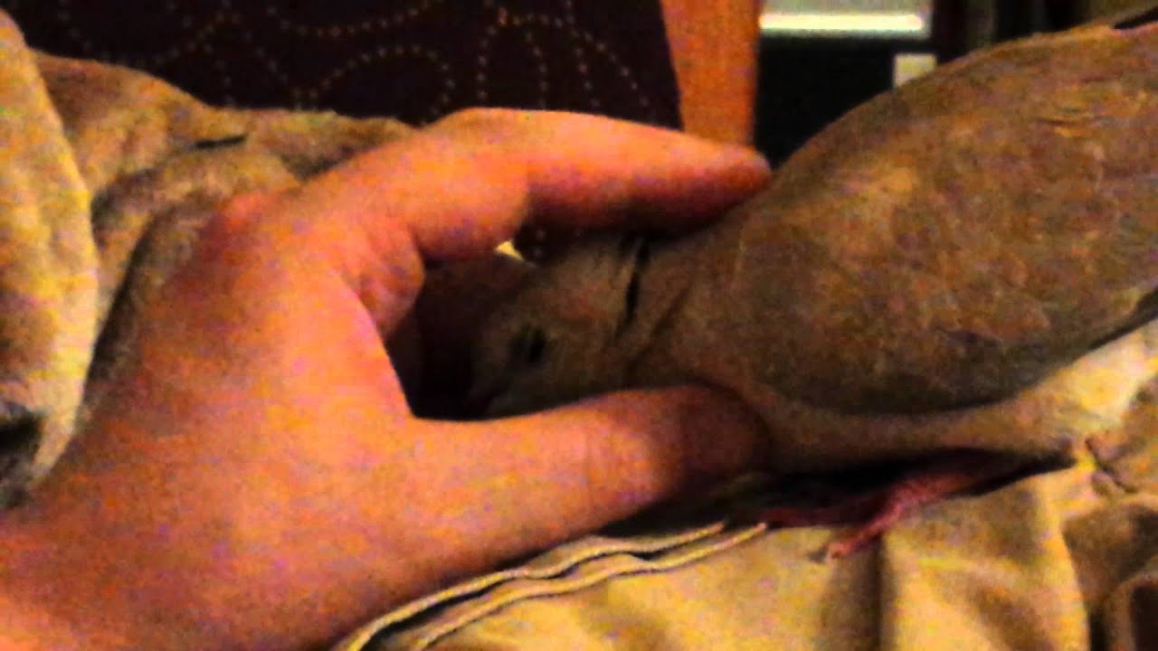 Pet Ringneck is a Love-Dove