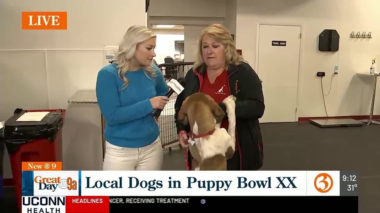 Dog Star Rescue Puppy Bowl