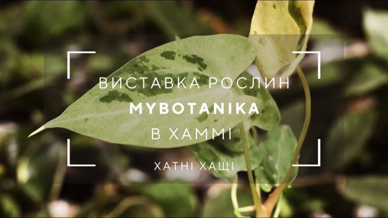 Огляд рослин на виставці | MYBOTANIKA в Хаммі | виставка рослин