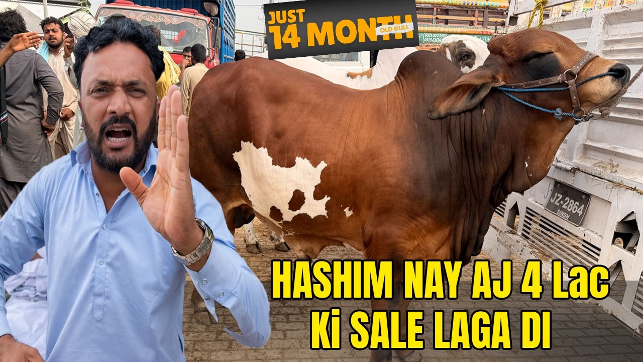 Hashiam Nay Aj MULTAN MANDI главная ПРОДАЖА Laga Di 4 ka Heavy Bachra Mandi Down