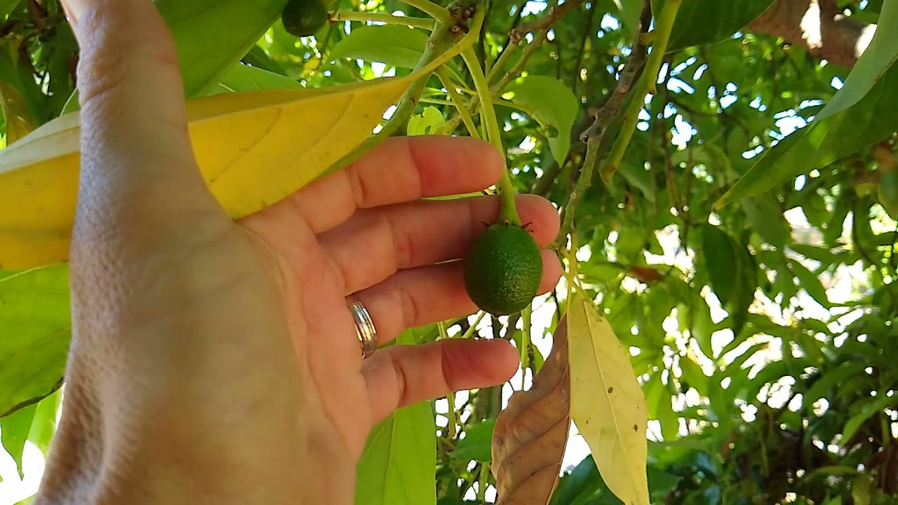 Reed avocado tree: late bloom and extended harvest