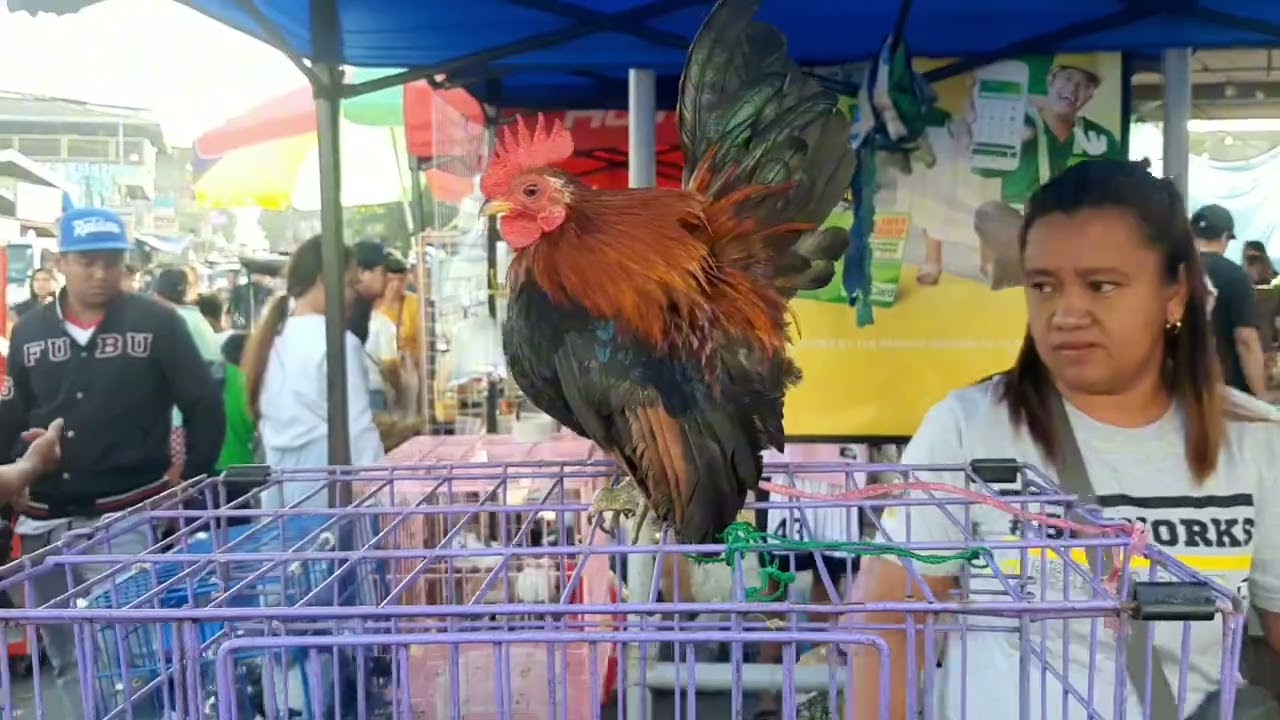 Mar 08 2026 Bilihan ng Bantam Chicken sa GROTTO pet MARKET