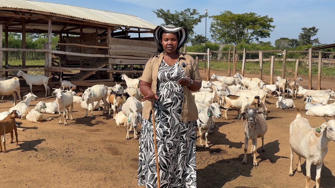 African Goat Meat Is Exploding in Demand in the Middle East — Here’s How Farmers Cash In