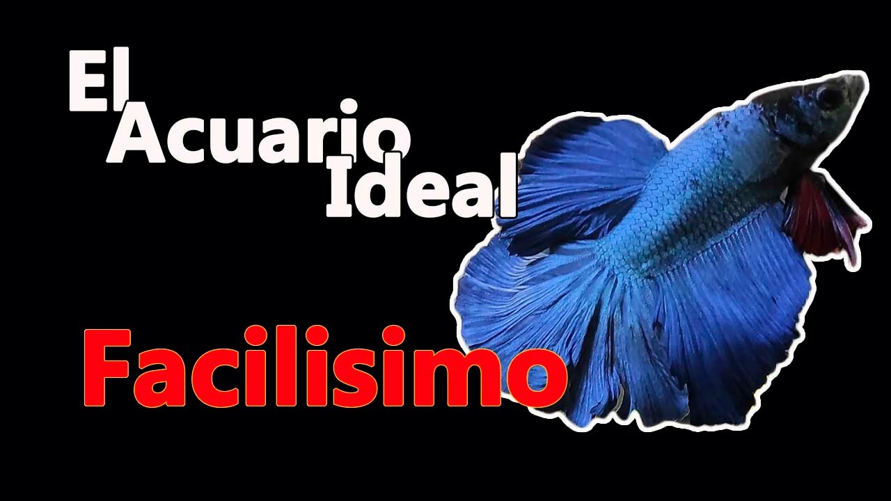 EL ACUARIO MAS SENCILLO PARA PECES BETTAS