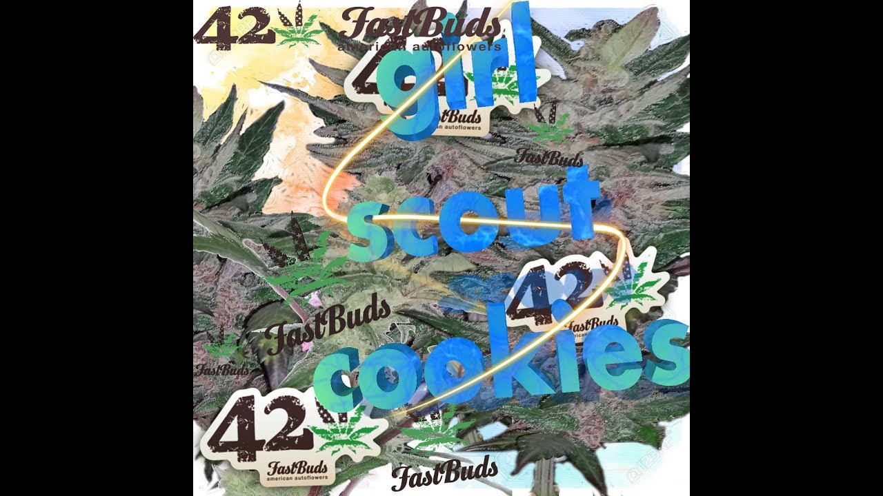 GSC - Indoor Grow journal Fast Buds / Part 1