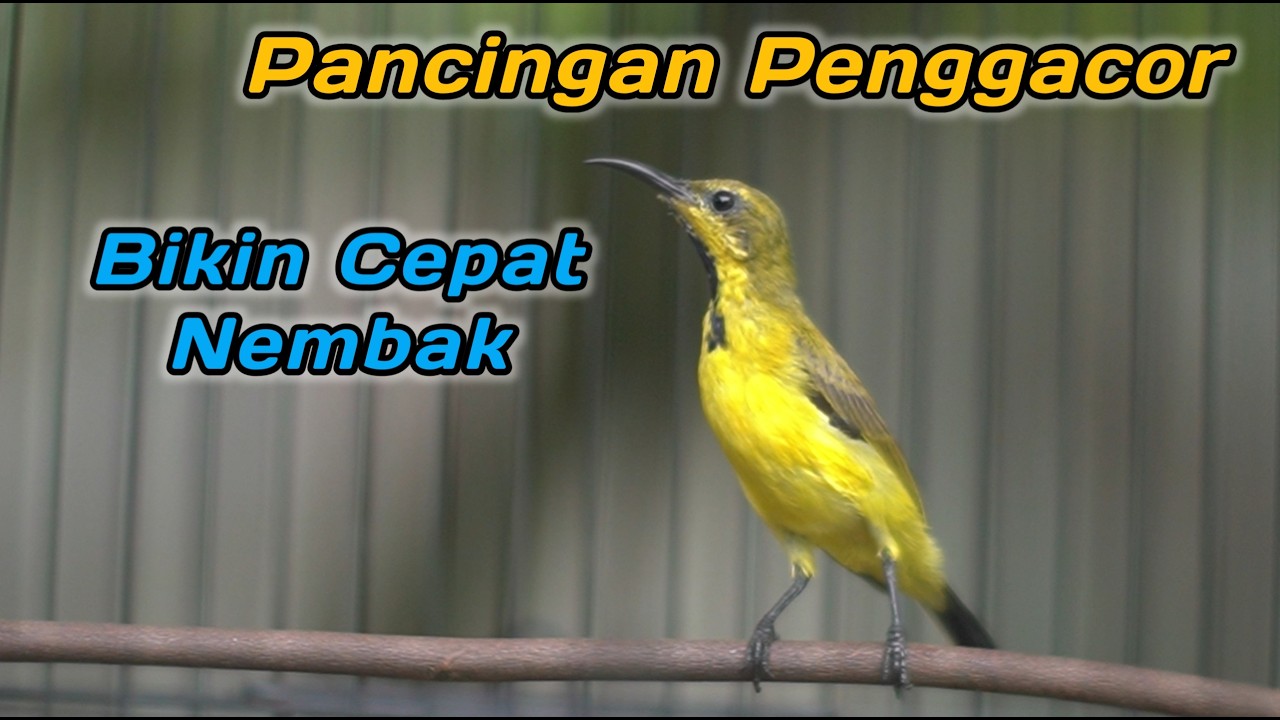 PANCINGAN EMOSI SOGON AGAR CEPAT GACOR NEMBAK‼️CUIT CUIT CERR BIKIN SOGONMU AUTO RESPON GACOR EMOSI