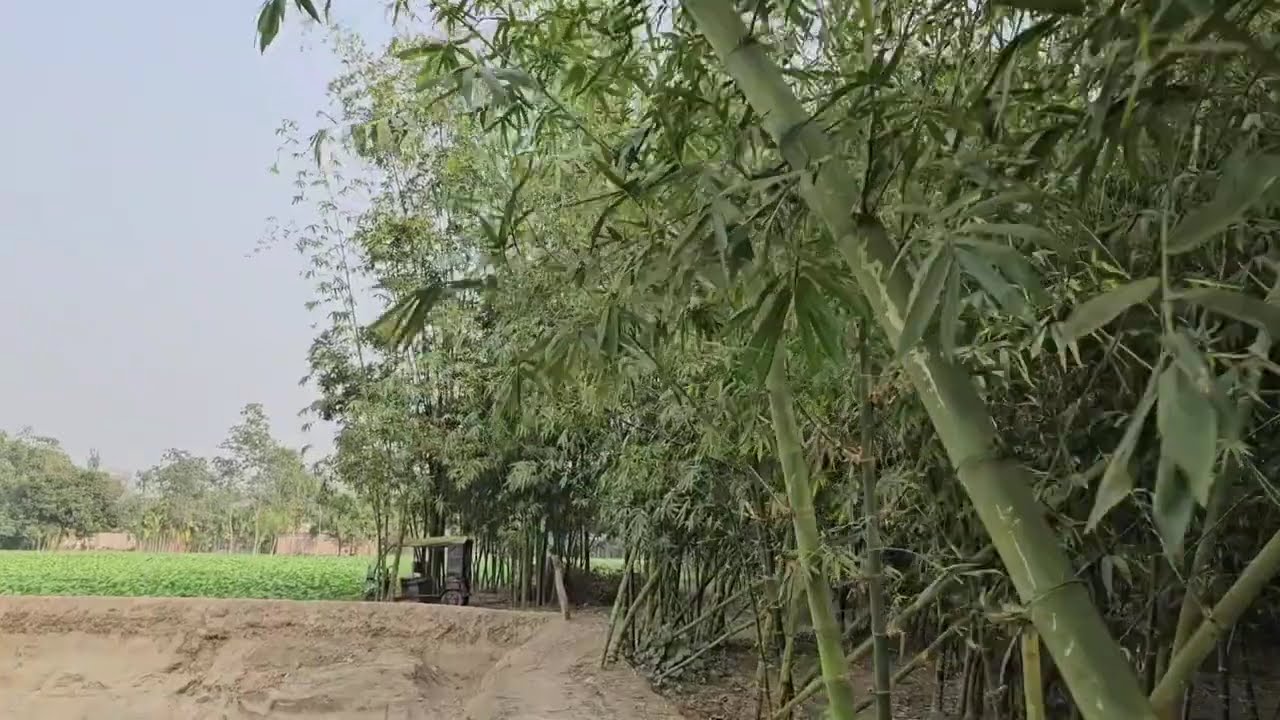 Hat Bandhobi Pa Bandhobi Mon Bandhobi KiDiya | হাত বান্ধিবি পা বান্ধিবি |Bengali ViralSong 2025🤘