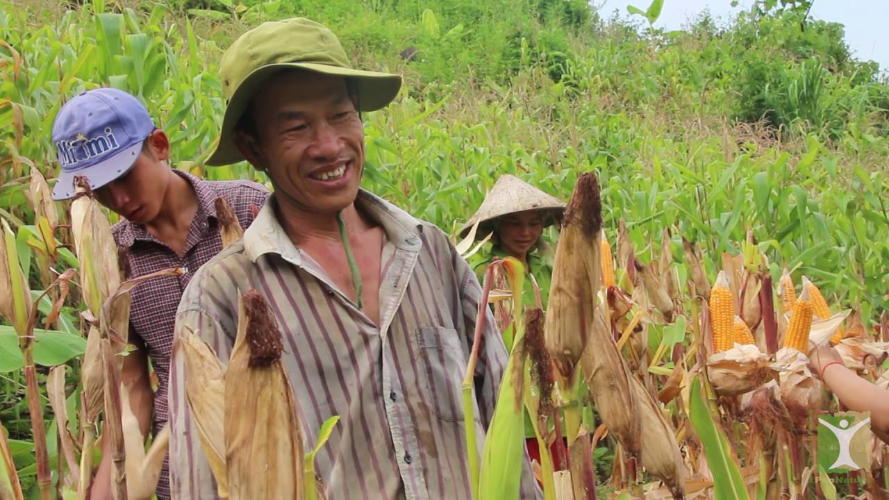 Ngô vàng trên đất dốc (Sustainable maize cultivation on slopes - English subtitles)