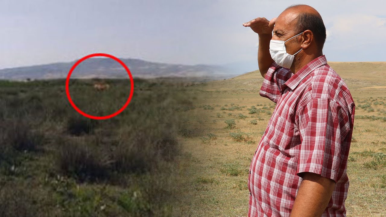 Çorum'da insanları aslan korkusu sardı! Jandarmaya ihbarlar yağıyor