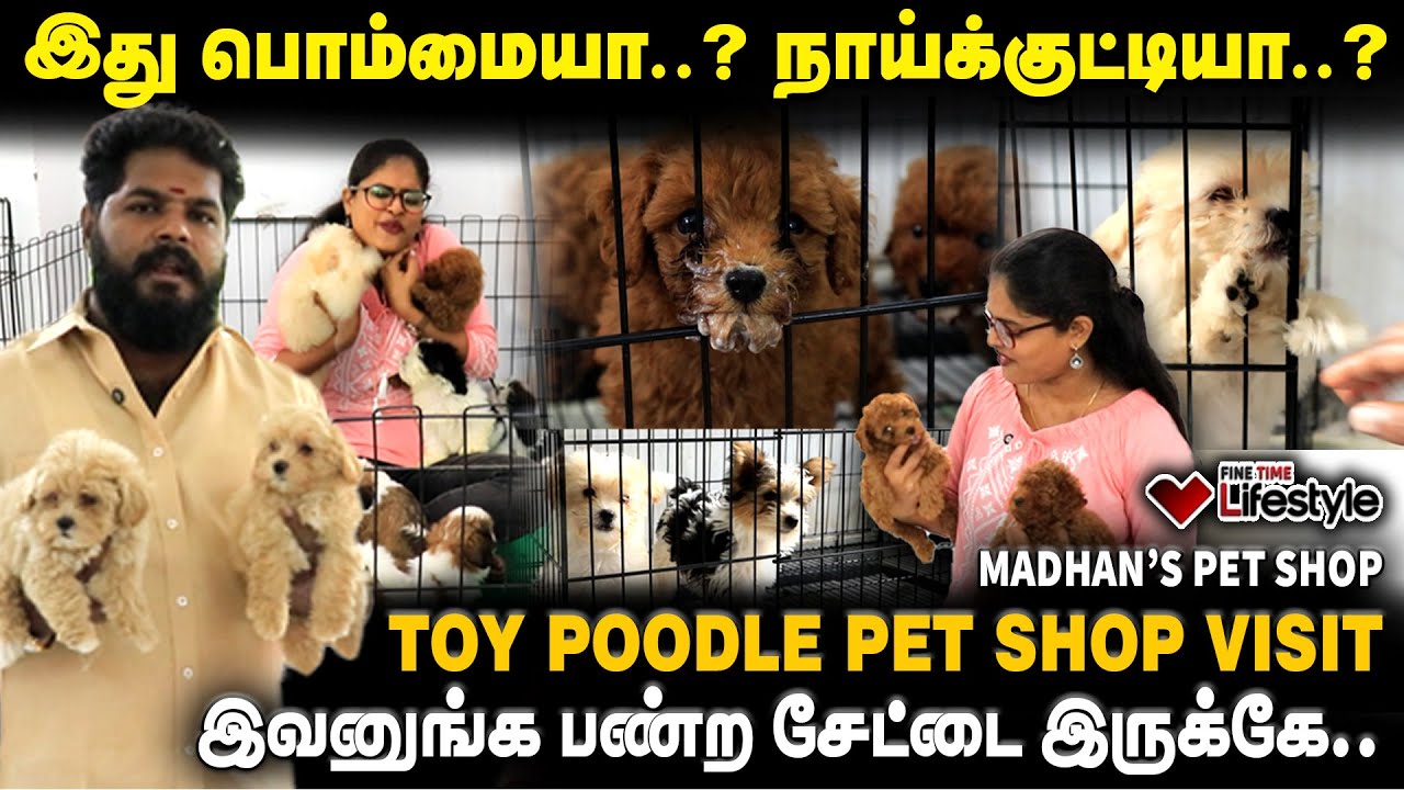 TOY POODLE in CHENNAI  Madhan pets - POODLE | SHIH TZU | FINE TIME LIFESTYLE