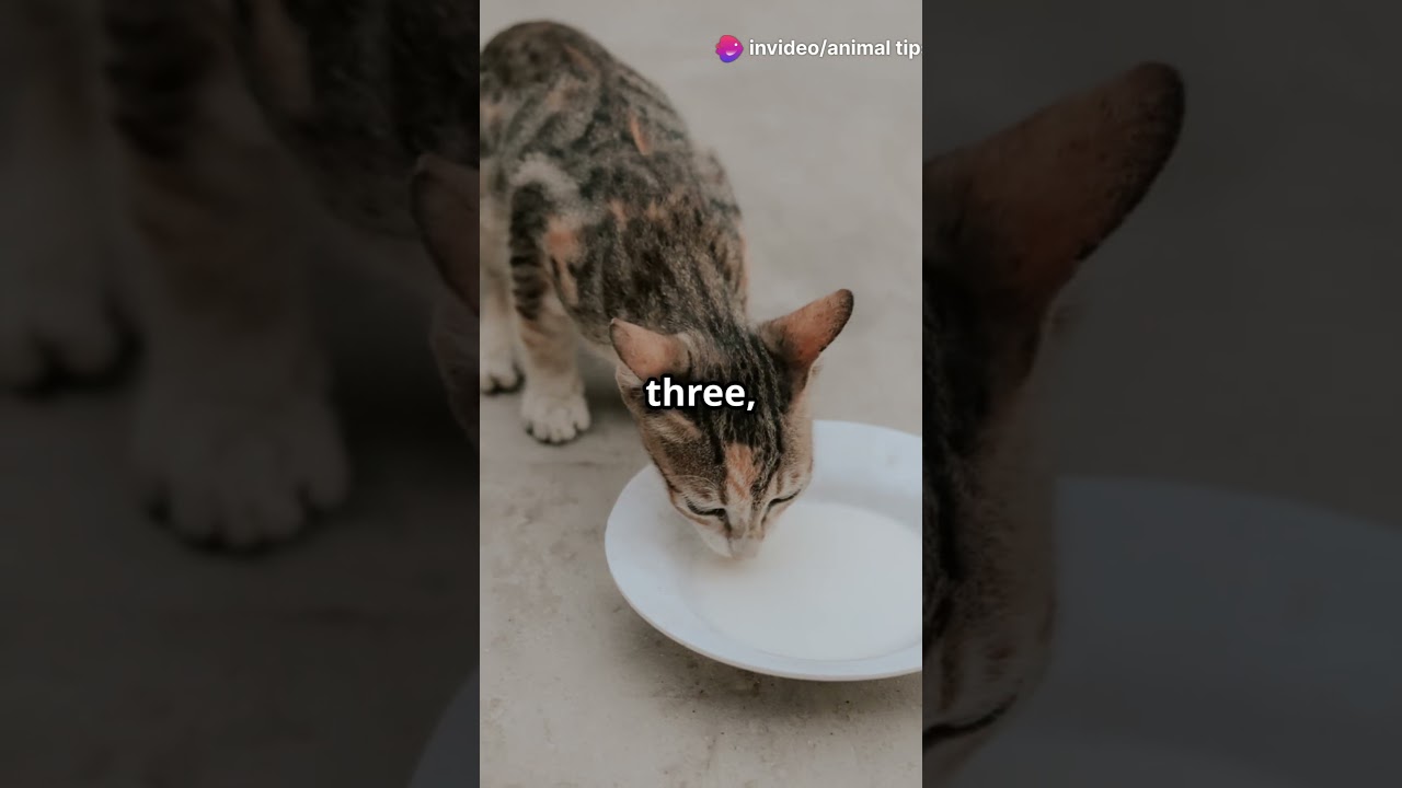 Top Tips to Keep Your Cat Hydrated! 🐱💧 by Animal's Tips #cat #furs #animaltips #kitten #cathealth