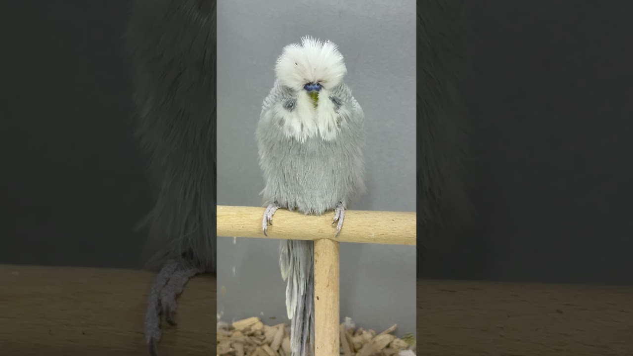 Diluent gri erkek #birds #showbudgie #muhabbetkuşu #showjumbo
